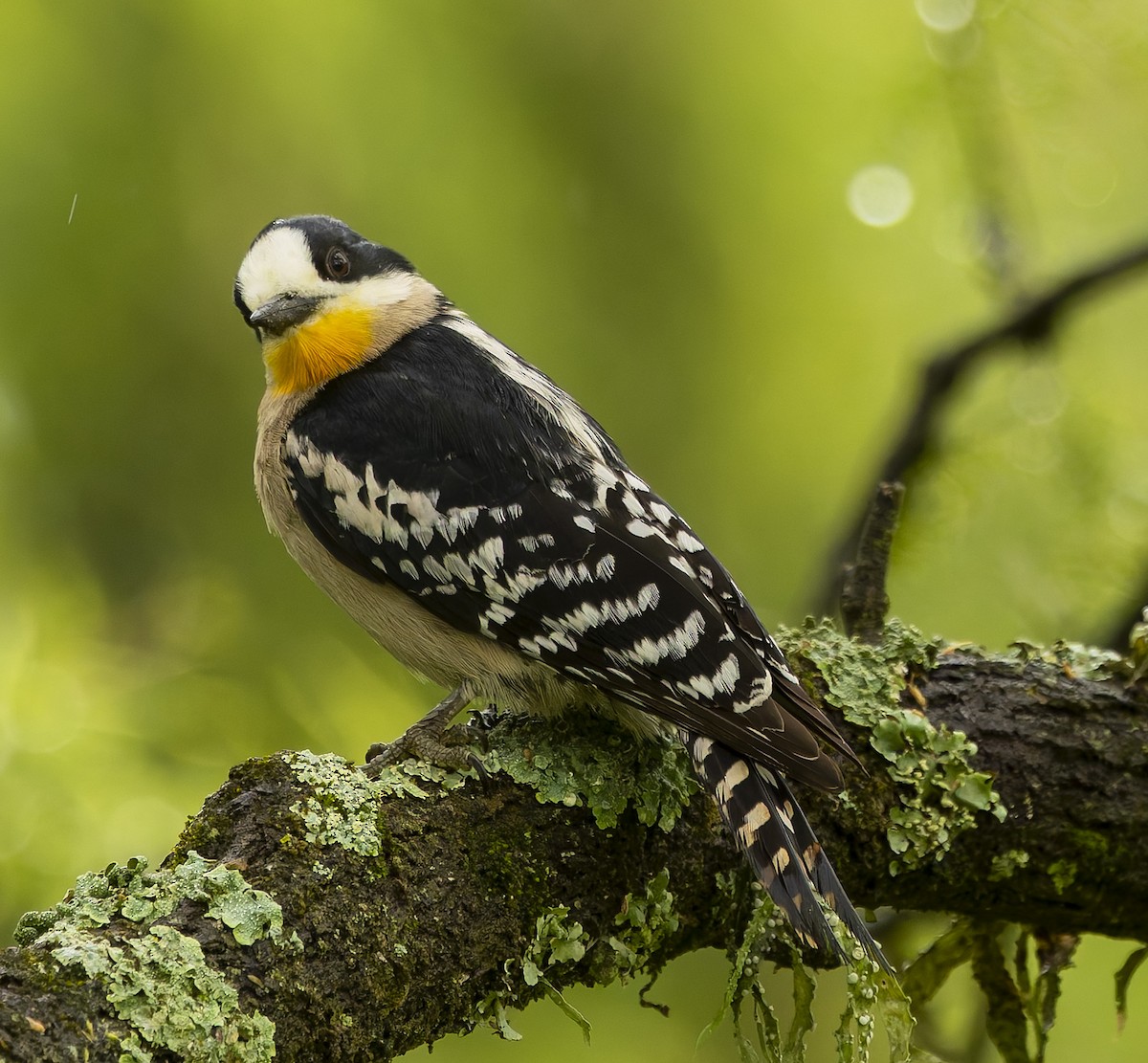 datel kaktusový - ML646377943