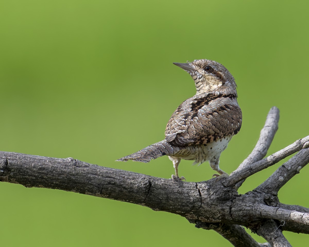 Eurasian Wryneck - ML646377944