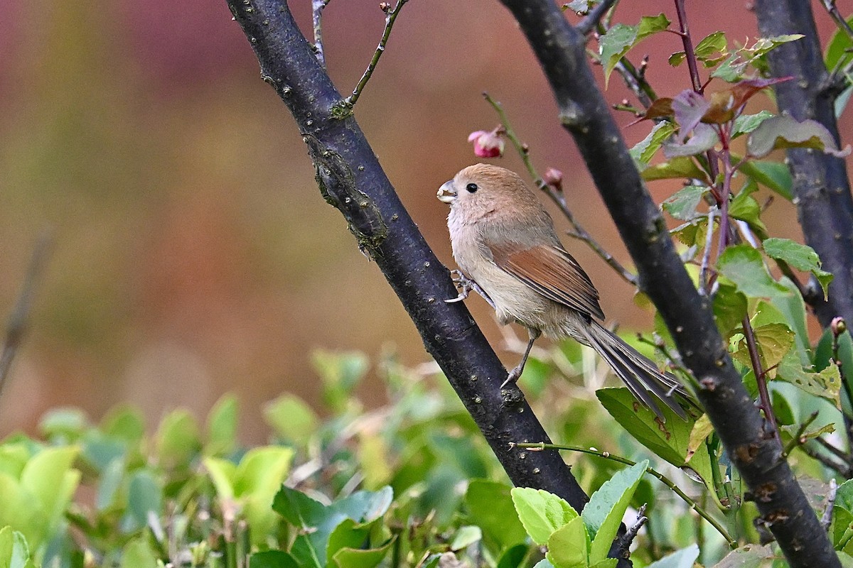 sýkořík vínoprsý - ML646377945