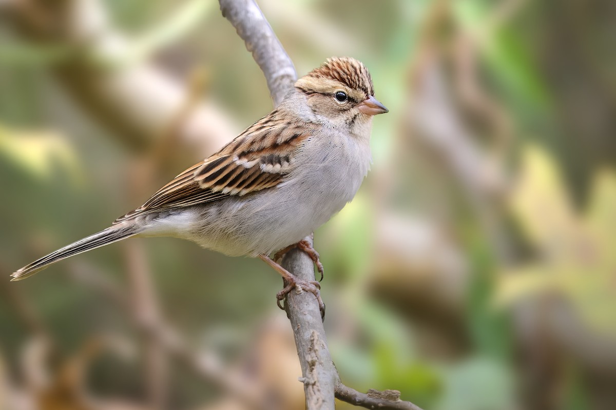 Chipping Sparrow - ML646377948