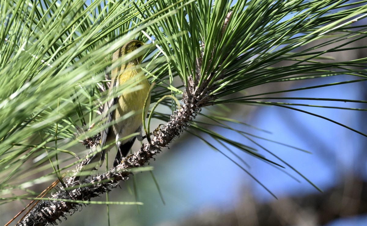 Pine Warbler - ML646377954