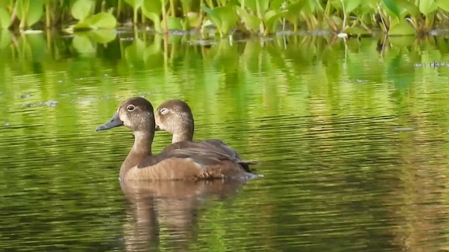 Ring-necked Duck - ML646377955