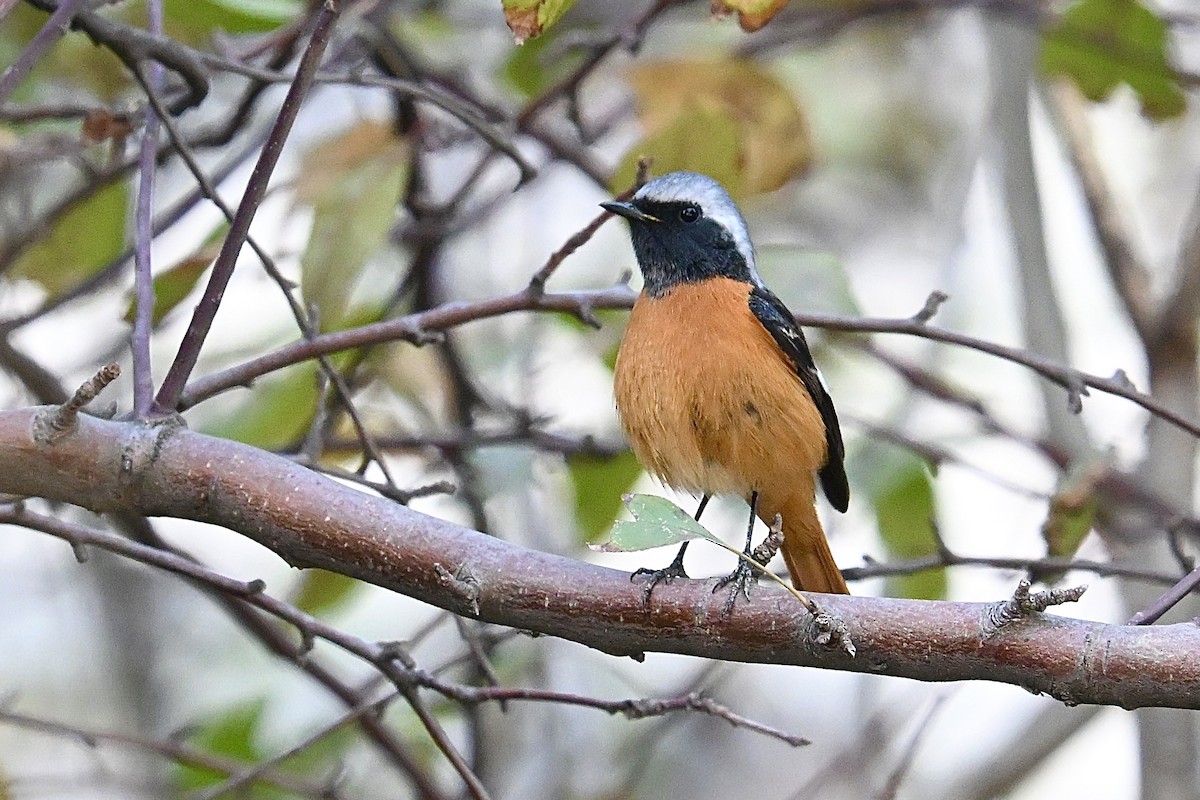 Daurian Redstart - ML646377957