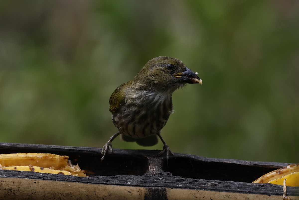 Streaked Saltator - ML646377959