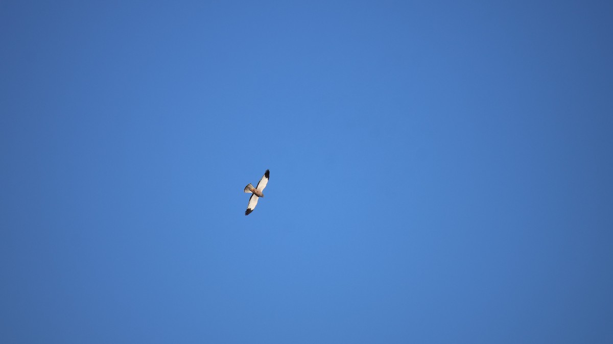 Cinereous Harrier - ML646377960