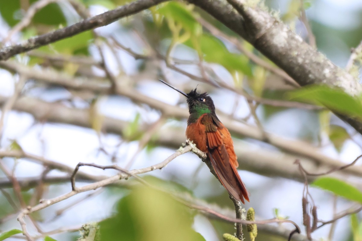 Rainbow Starfrontlet - ML646377962