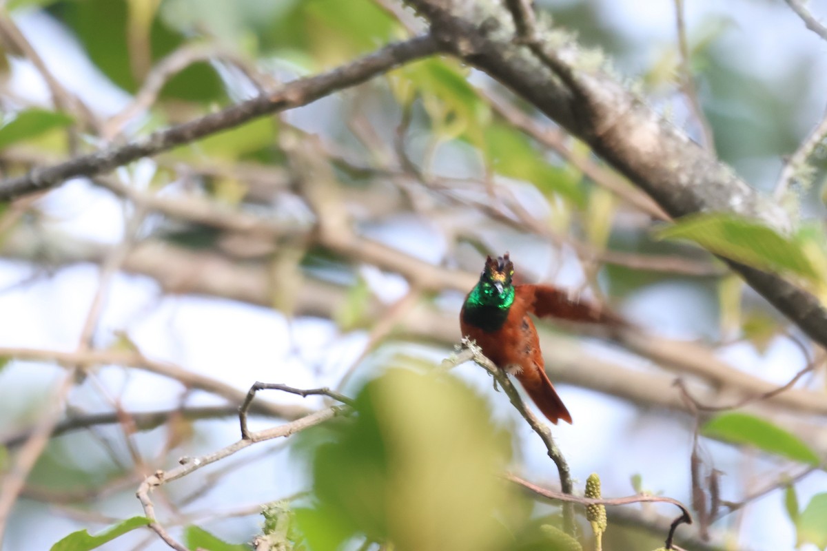 Rainbow Starfrontlet - ML646377963
