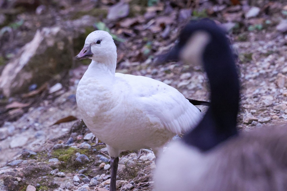 Ross's Goose - ML646377972
