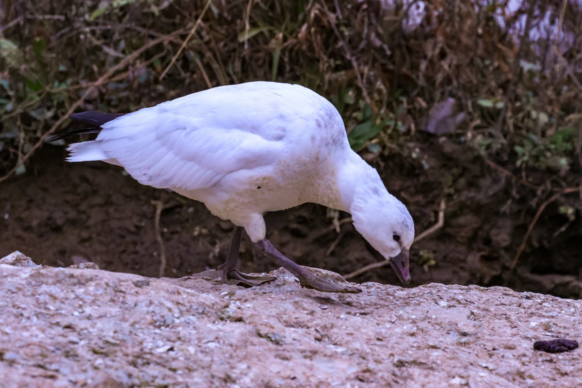 Ross's Goose - ML646377973
