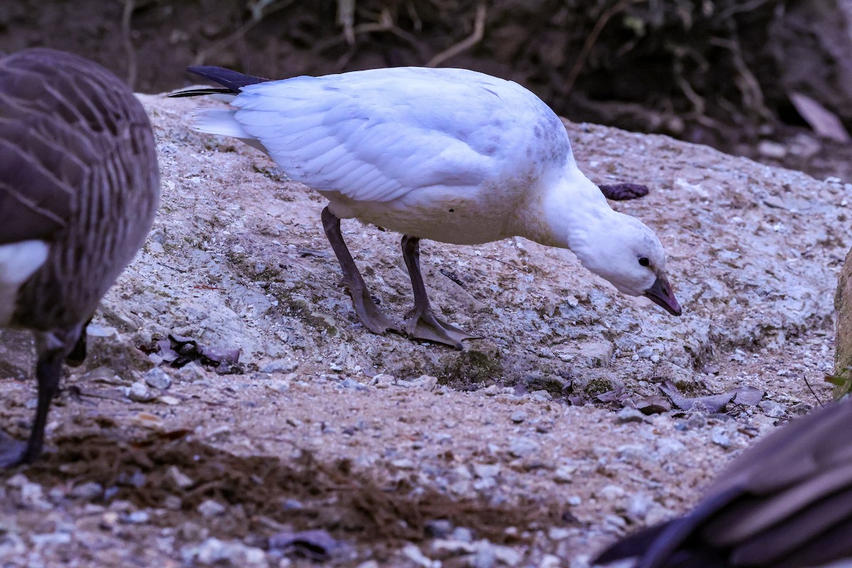 Ross's Goose - ML646377974