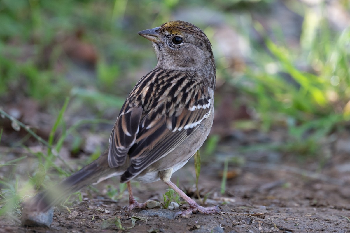 Golden-crowned Sparrow - ML646377975