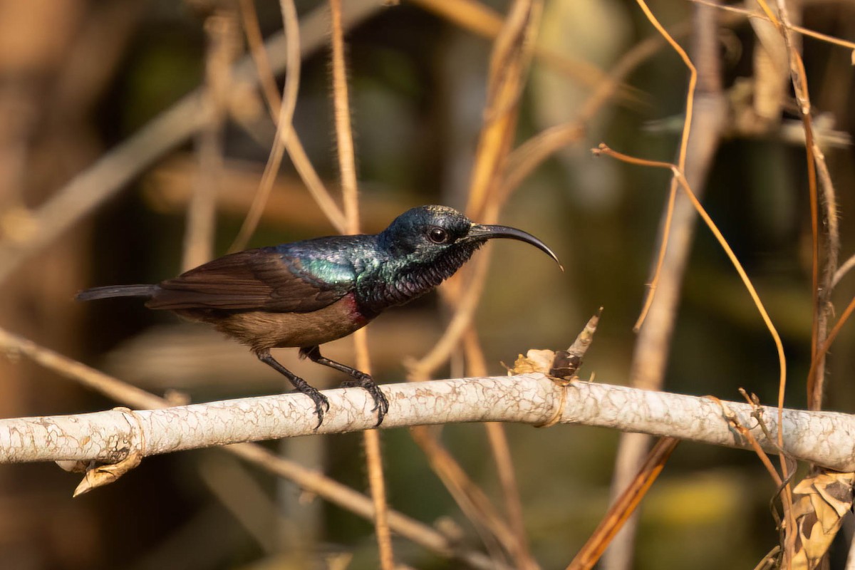 Loten's Sunbird - ML646377976