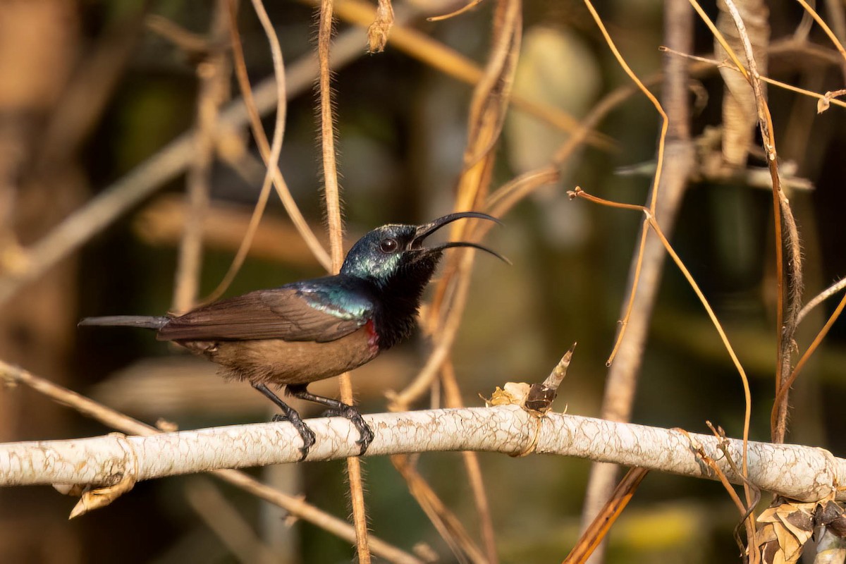 Loten's Sunbird - ML646377977