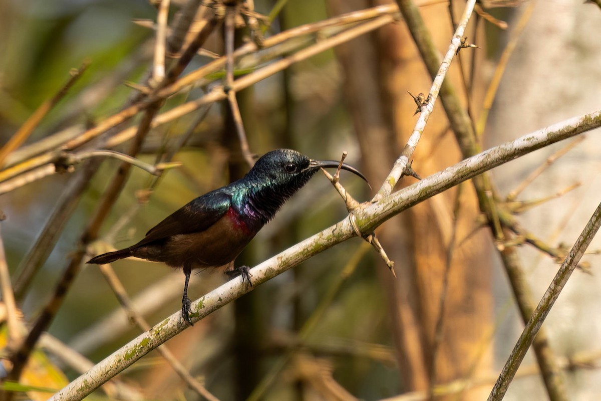 Loten's Sunbird - ML646377978