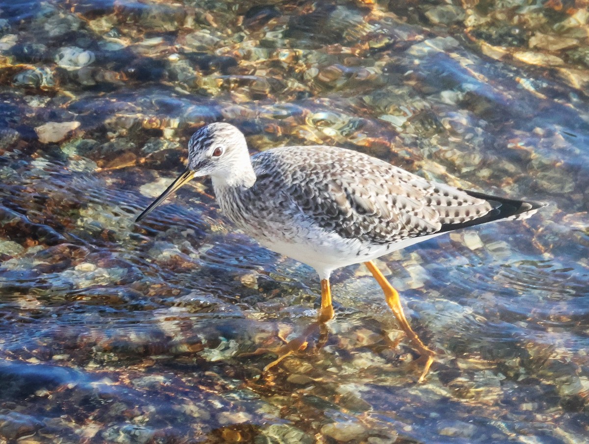 Greater Yellowlegs - ML646377979