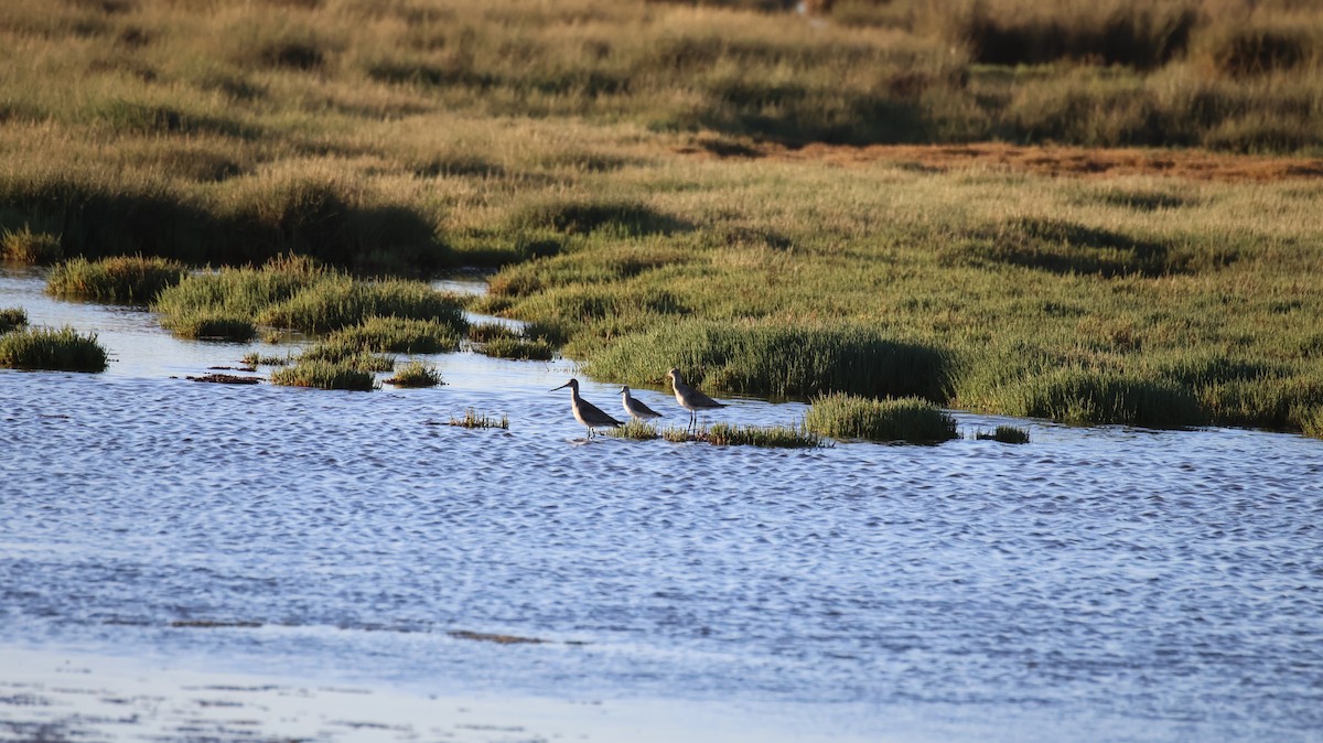 Hudsonian Godwit - ML646377981