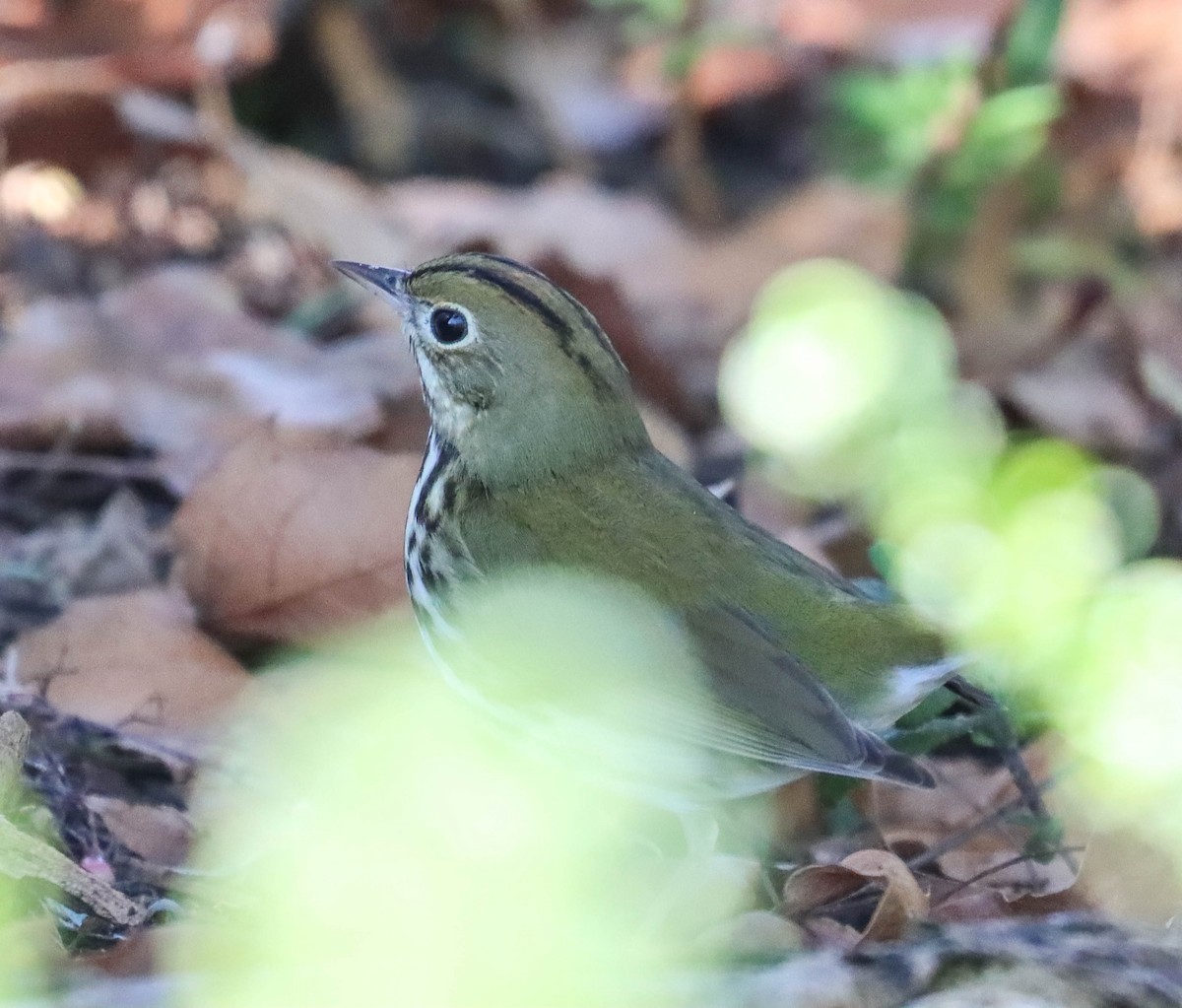 Ovenbird - ML646377982