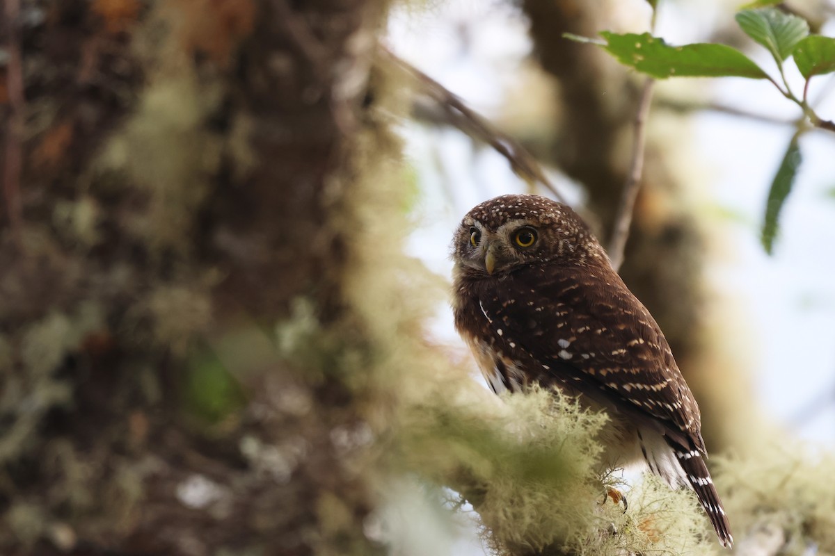 Yungas Pygmy-Owl - ML646377983