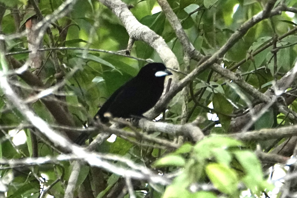Silver-beaked Tanager - ML646377984