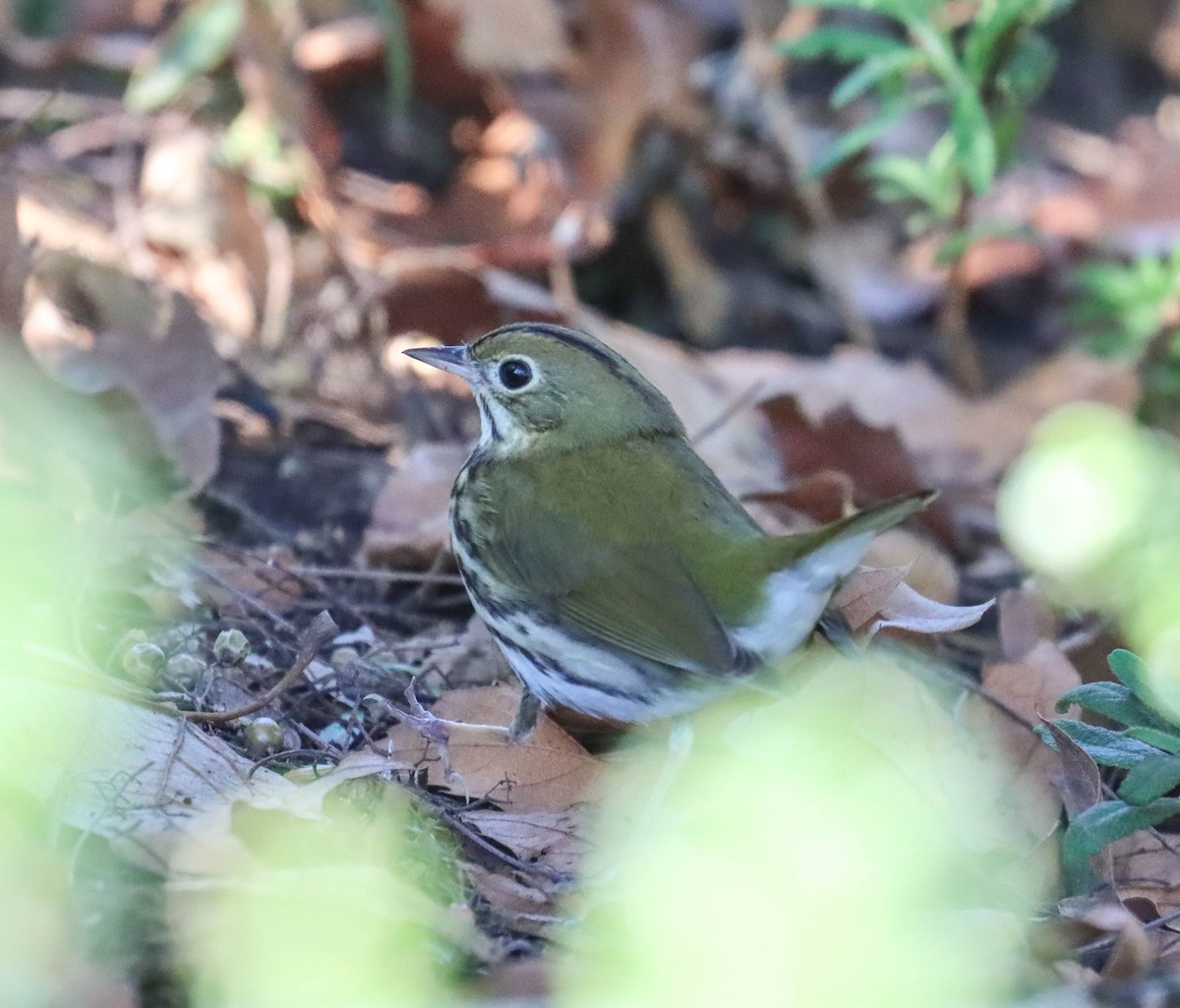 Ovenbird - ML646377986