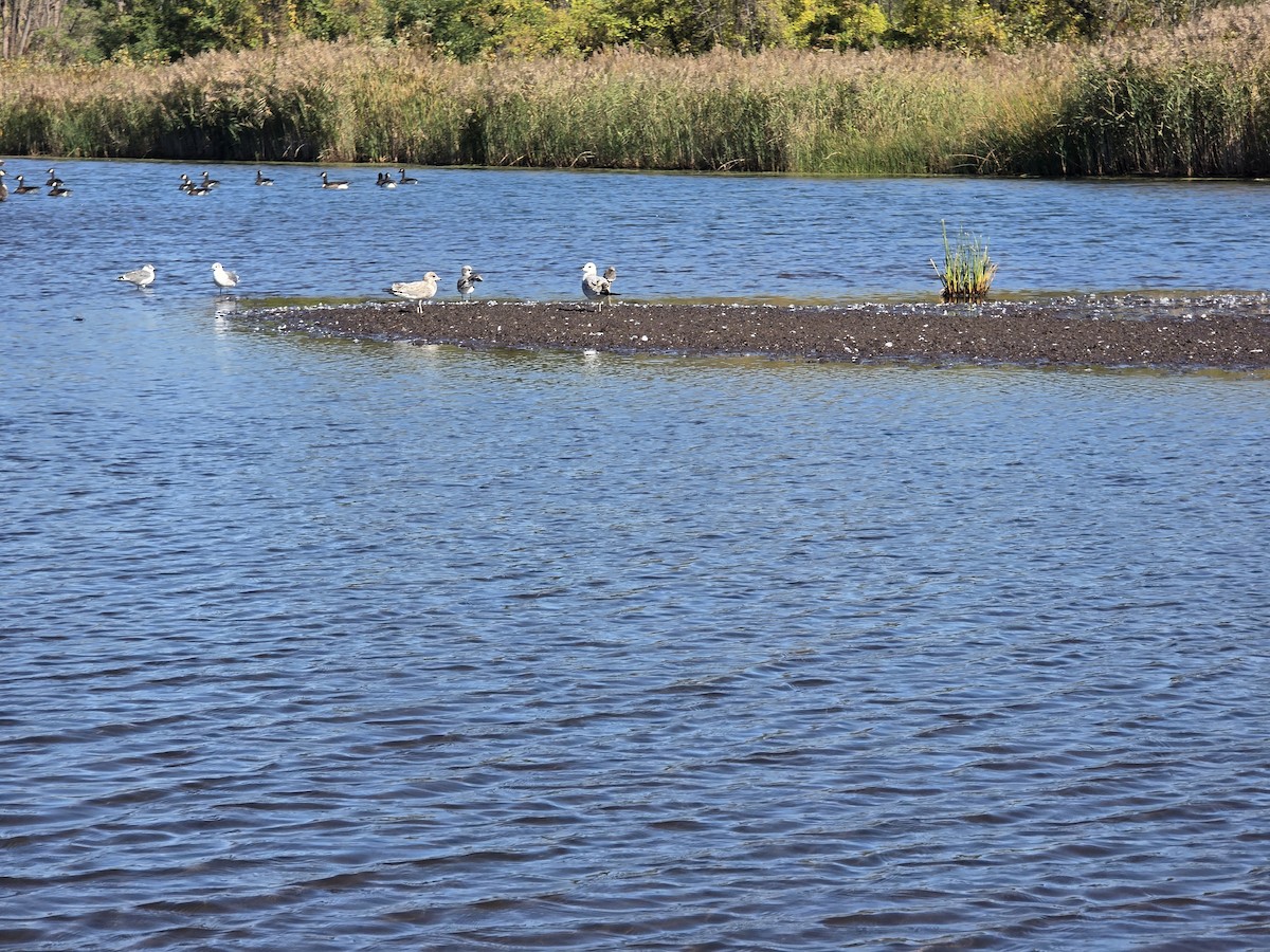 Ring-billed Gull - ML646377987