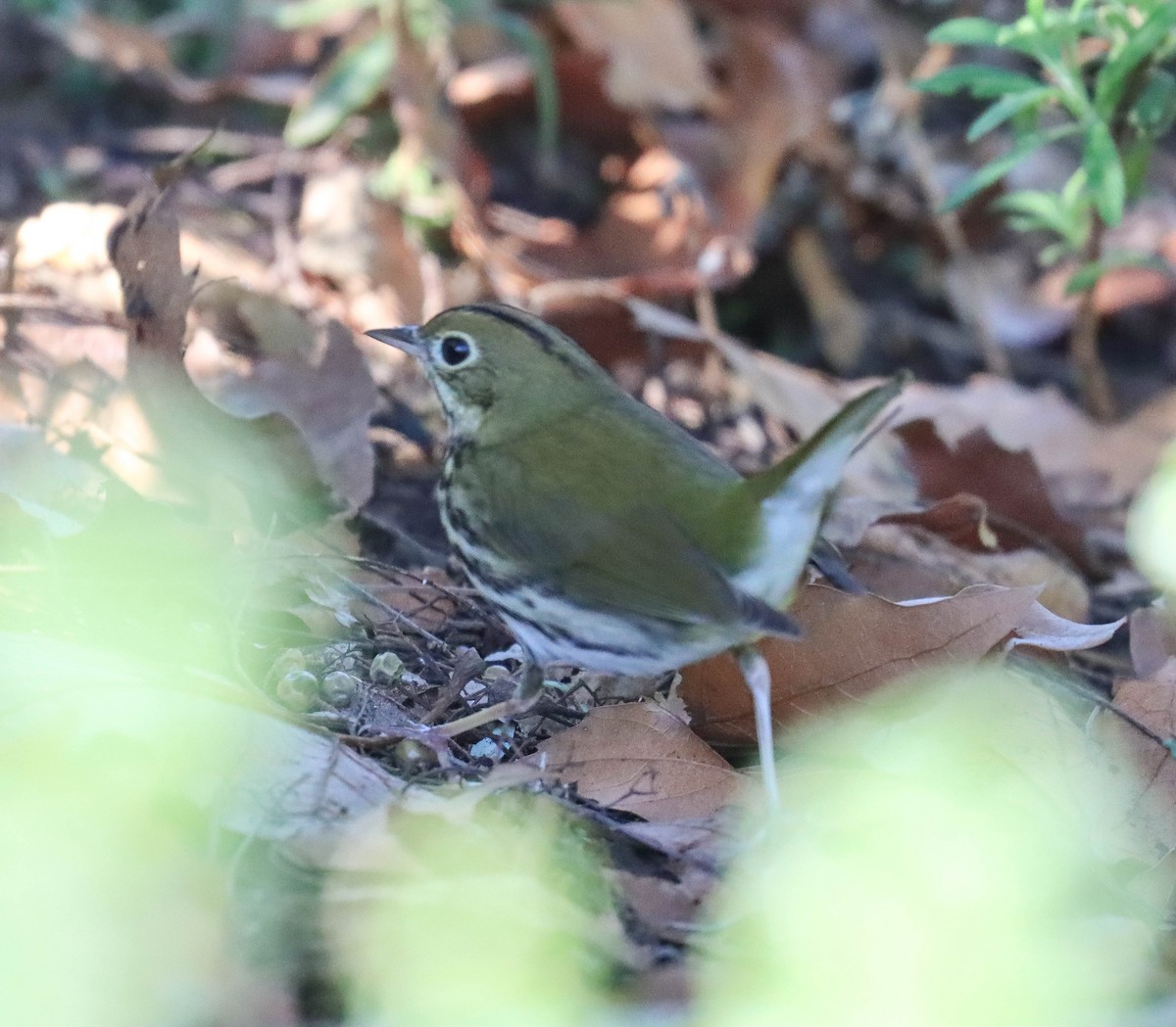 Ovenbird - ML646377989