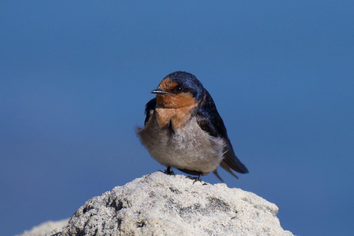 Welcome Swallow - ML646377990