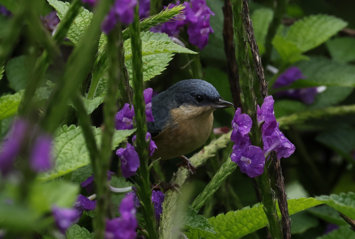 Rusty Flowerpiercer - ML646377991