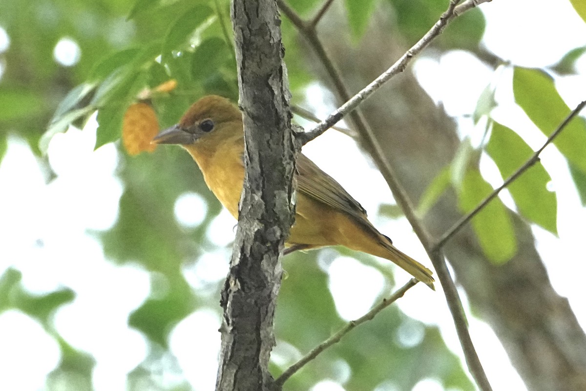 Summer Tanager - ML646377992