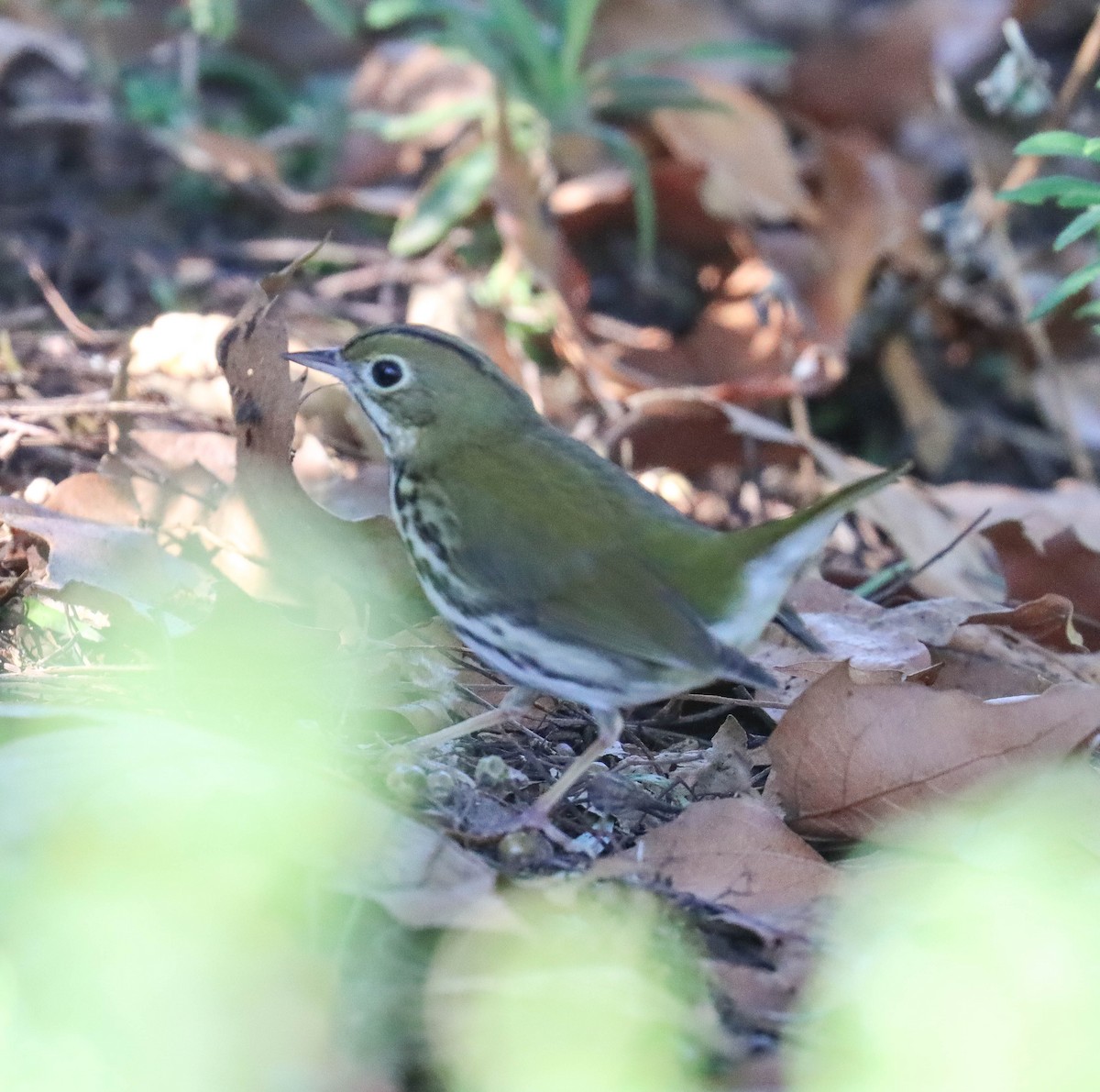 Ovenbird - ML646377993