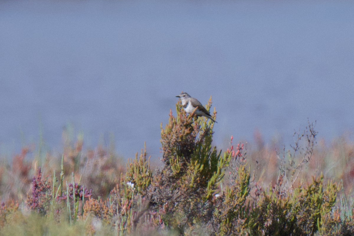 White-fronted Chat - ML646377994