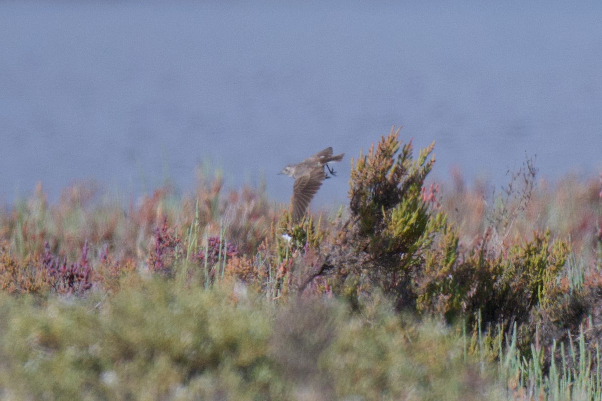 White-fronted Chat - ML646377996