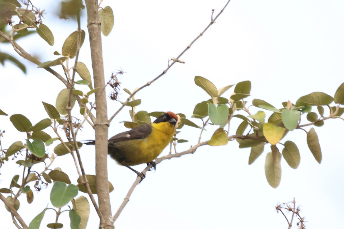 Yellow-breasted Brushfinch - ML646377997