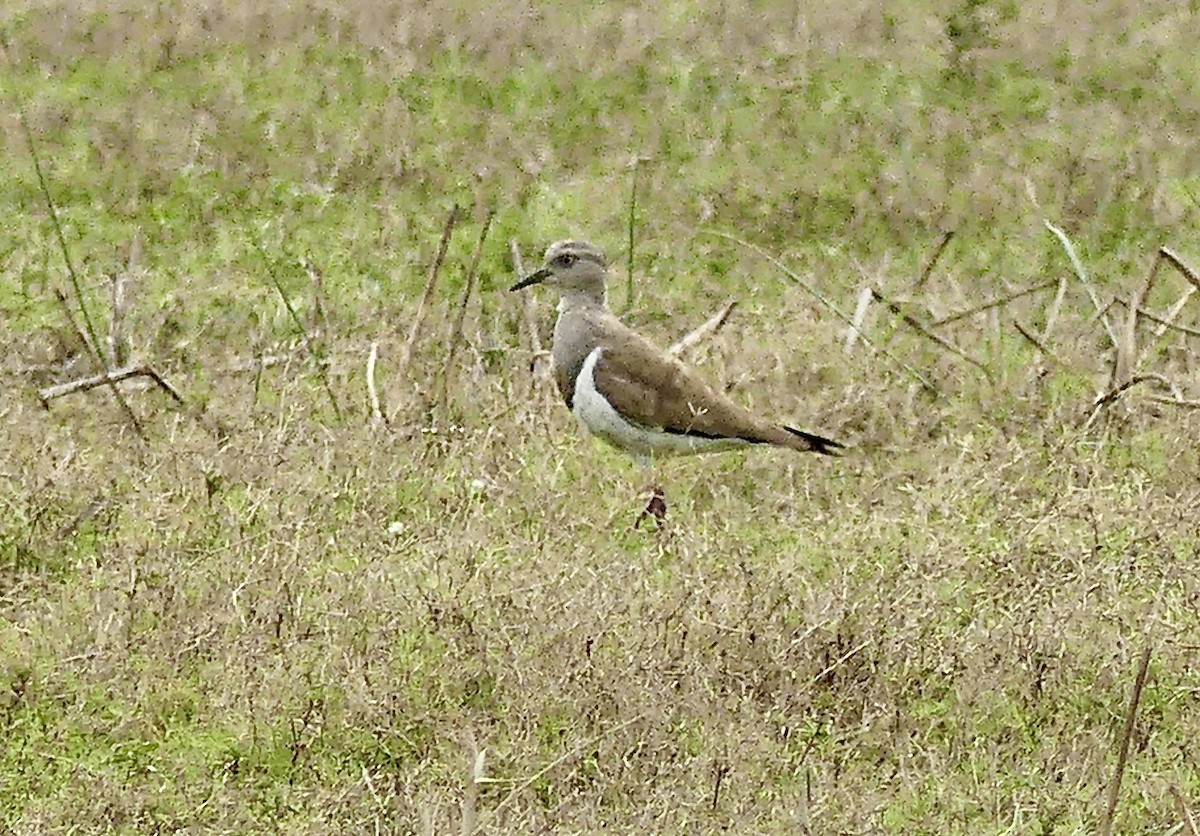 Black-winged Lapwing - ML646377998