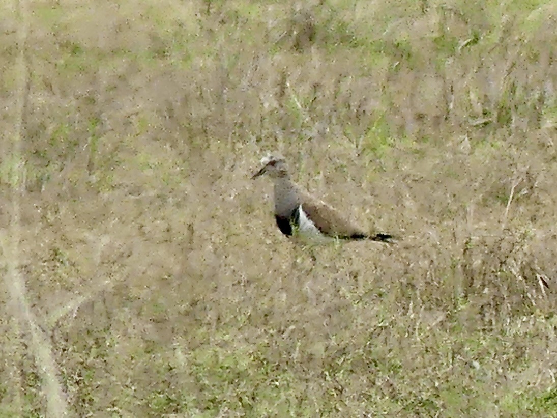 Black-winged Lapwing - ML646377999