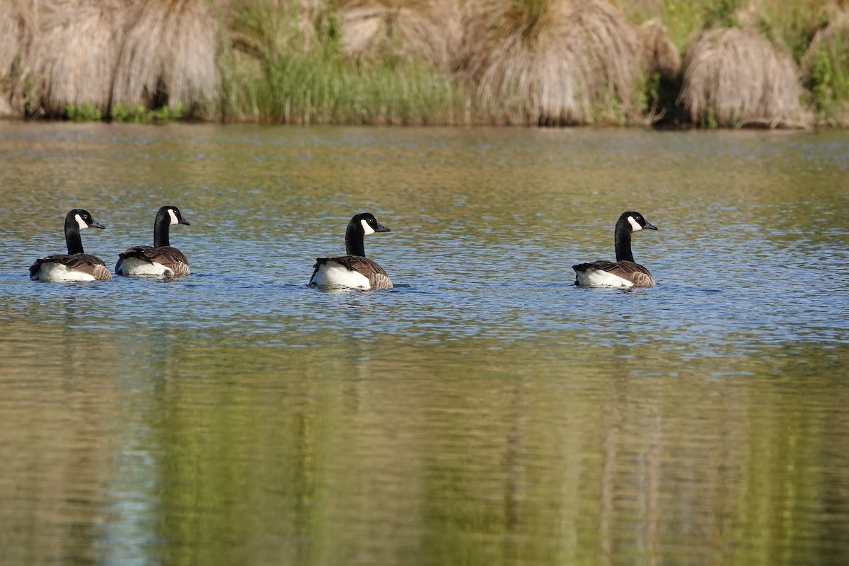 Canada Goose - ML646378003