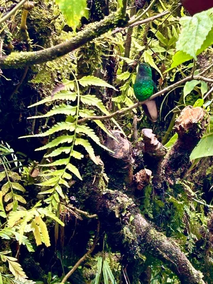 Coppery-headed Emerald - ML646378004