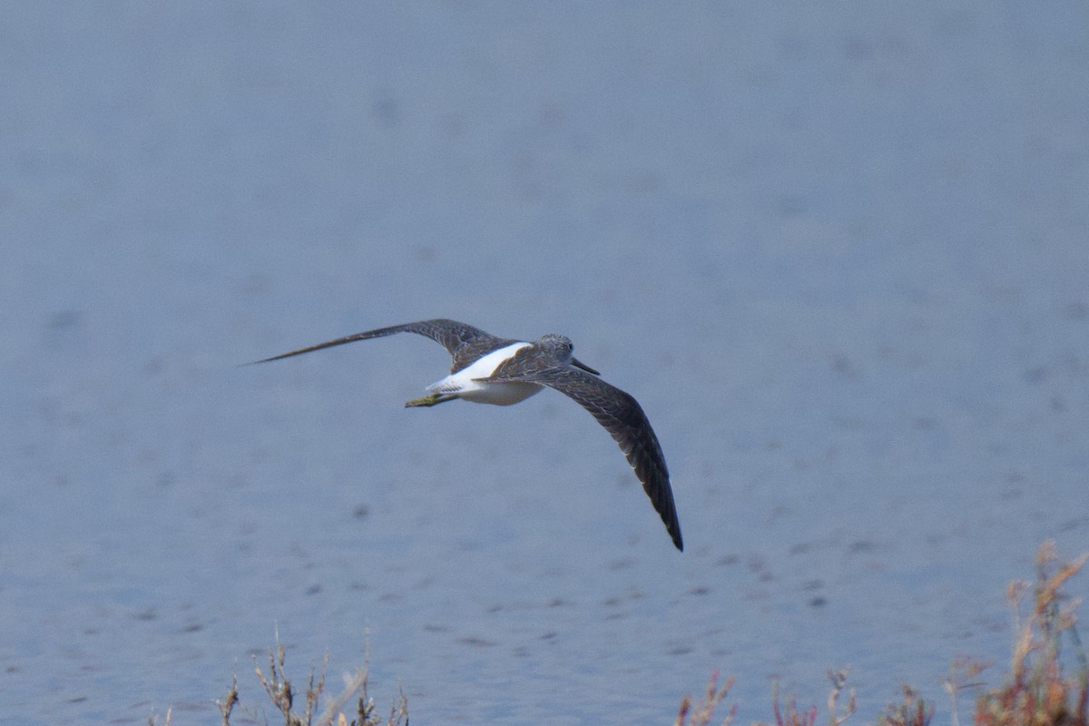 Common Greenshank - ML646378005