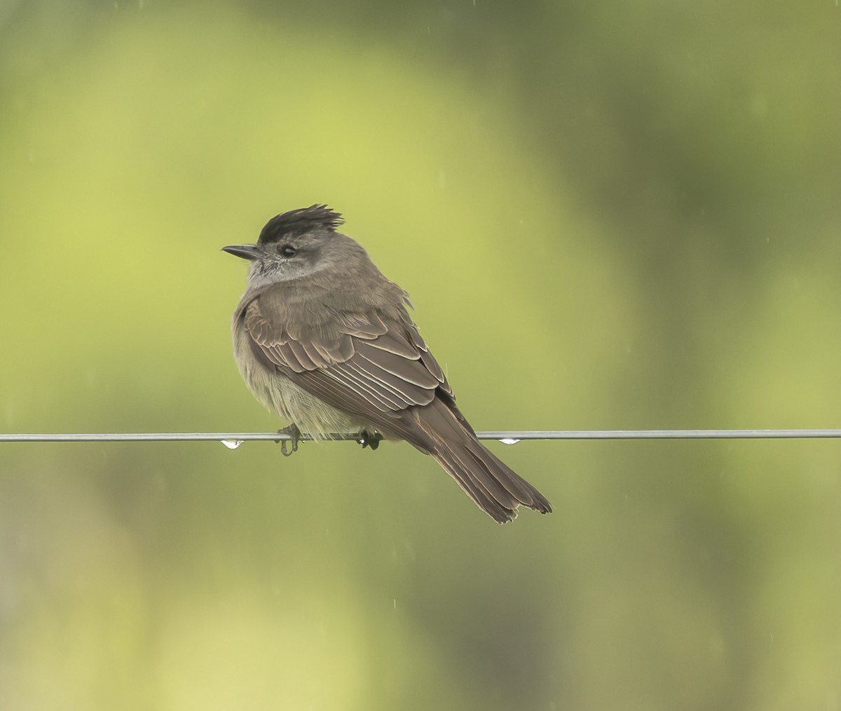 Crowned Slaty Flycatcher - ML646378006