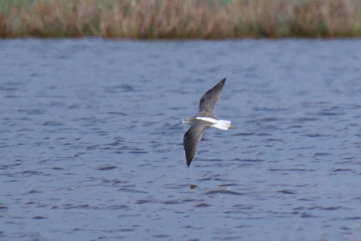 Common Greenshank - ML646378007