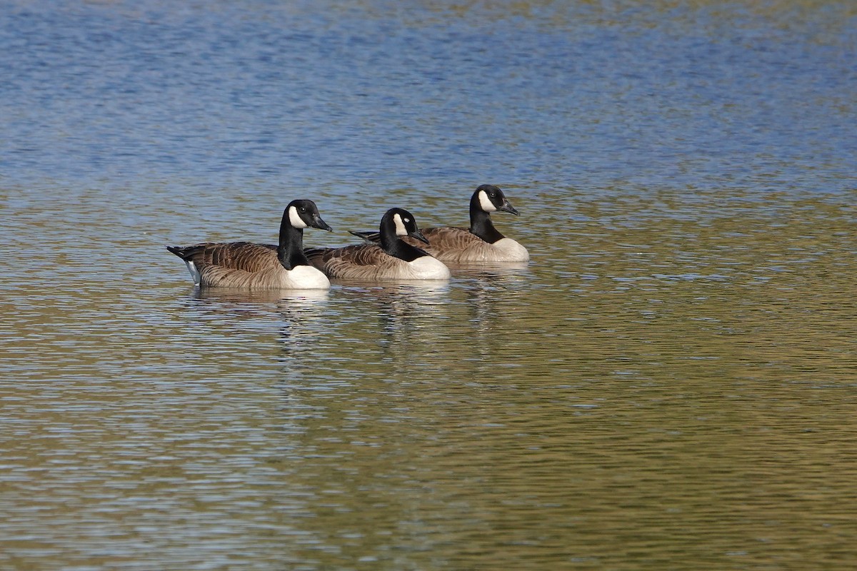 Canada Goose - ML646378008