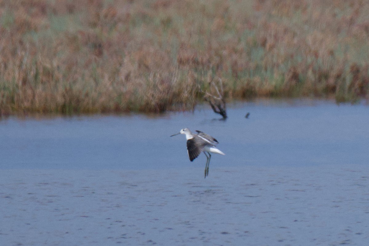 Common Greenshank - ML646378009