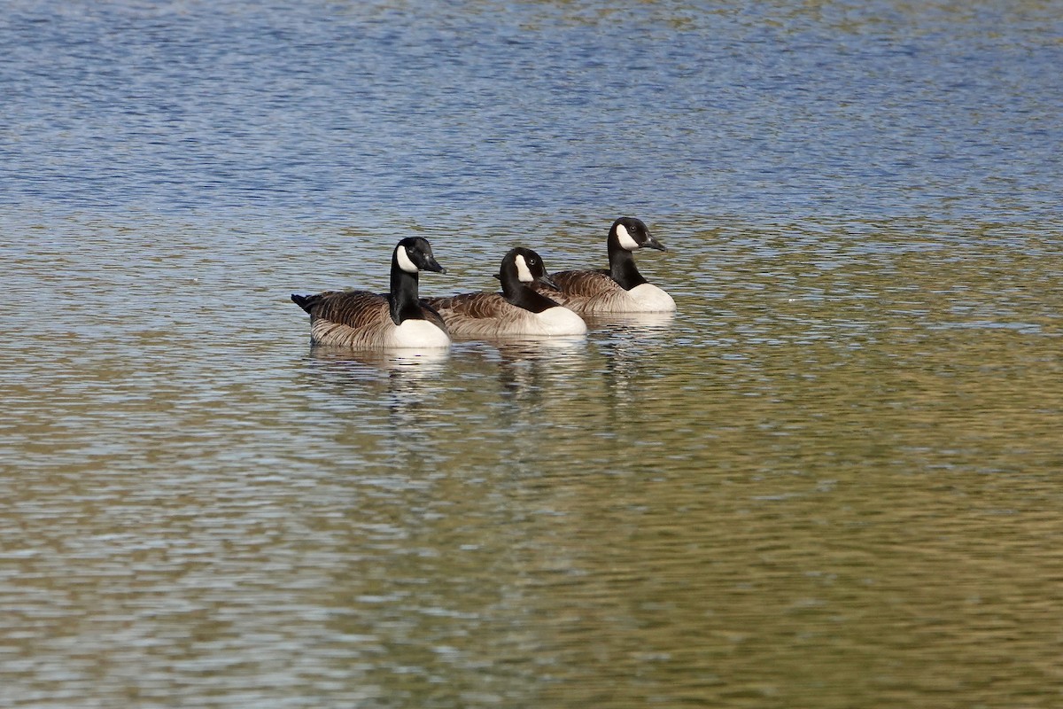 Canada Goose - ML646378012