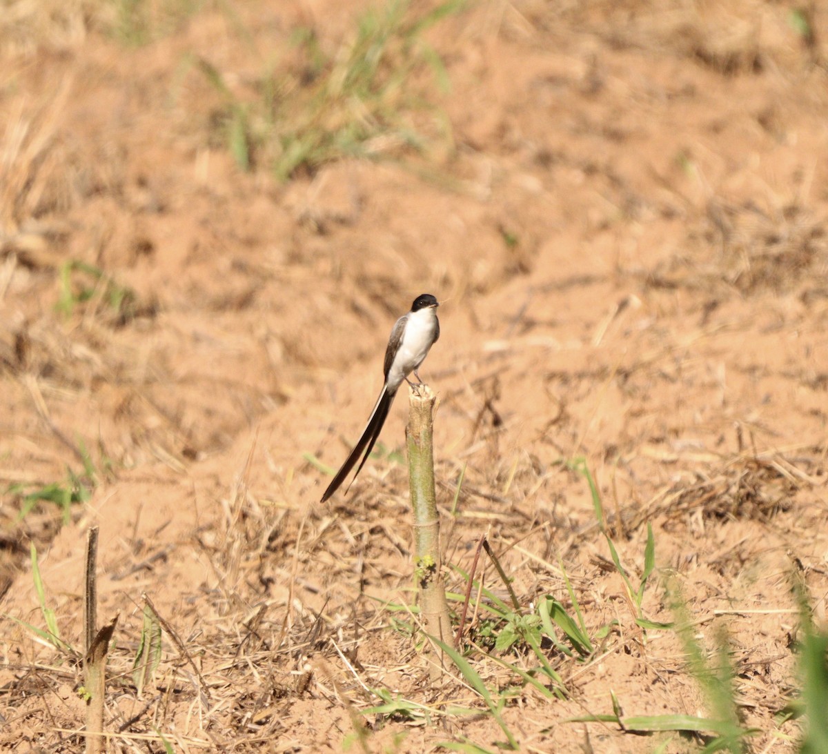 Fork-tailed Flycatcher - ML646378013