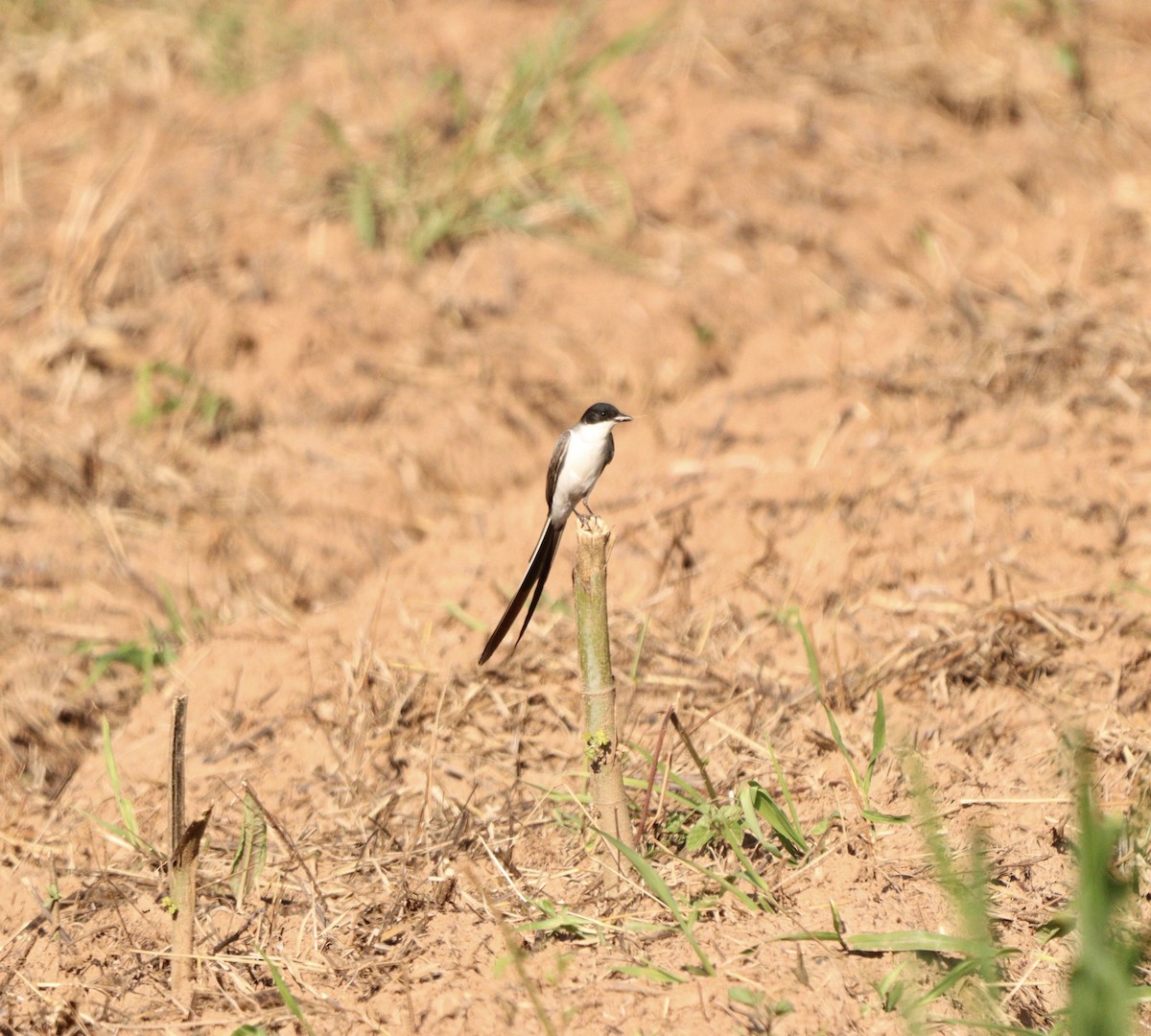 Fork-tailed Flycatcher - ML646378014