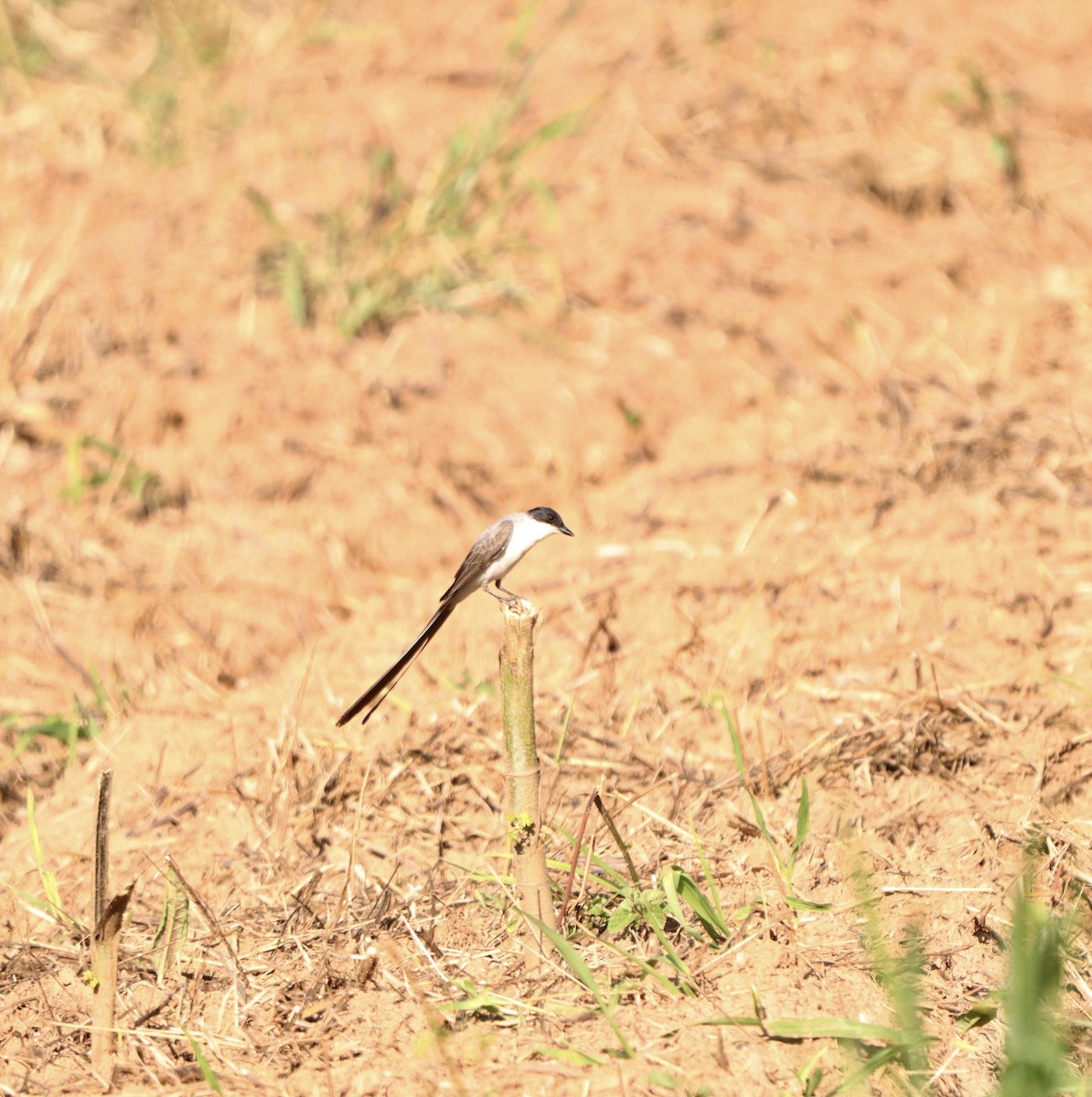 Fork-tailed Flycatcher - ML646378015
