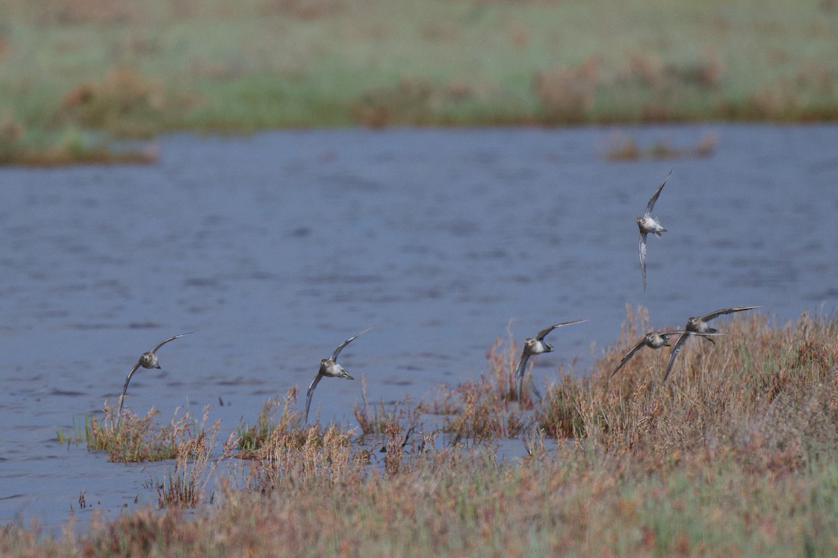 Sharp-tailed Sandpiper - ML646378016