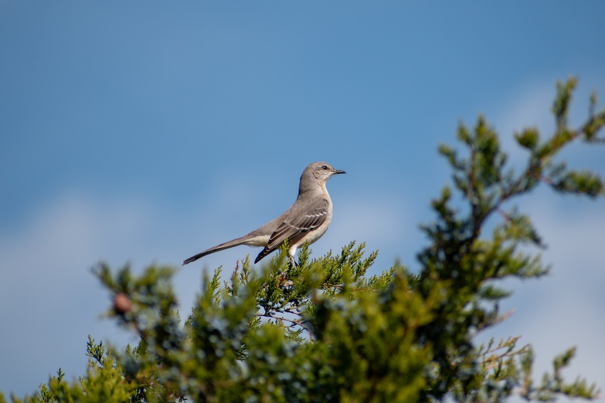 Northern Mockingbird - ML646378018