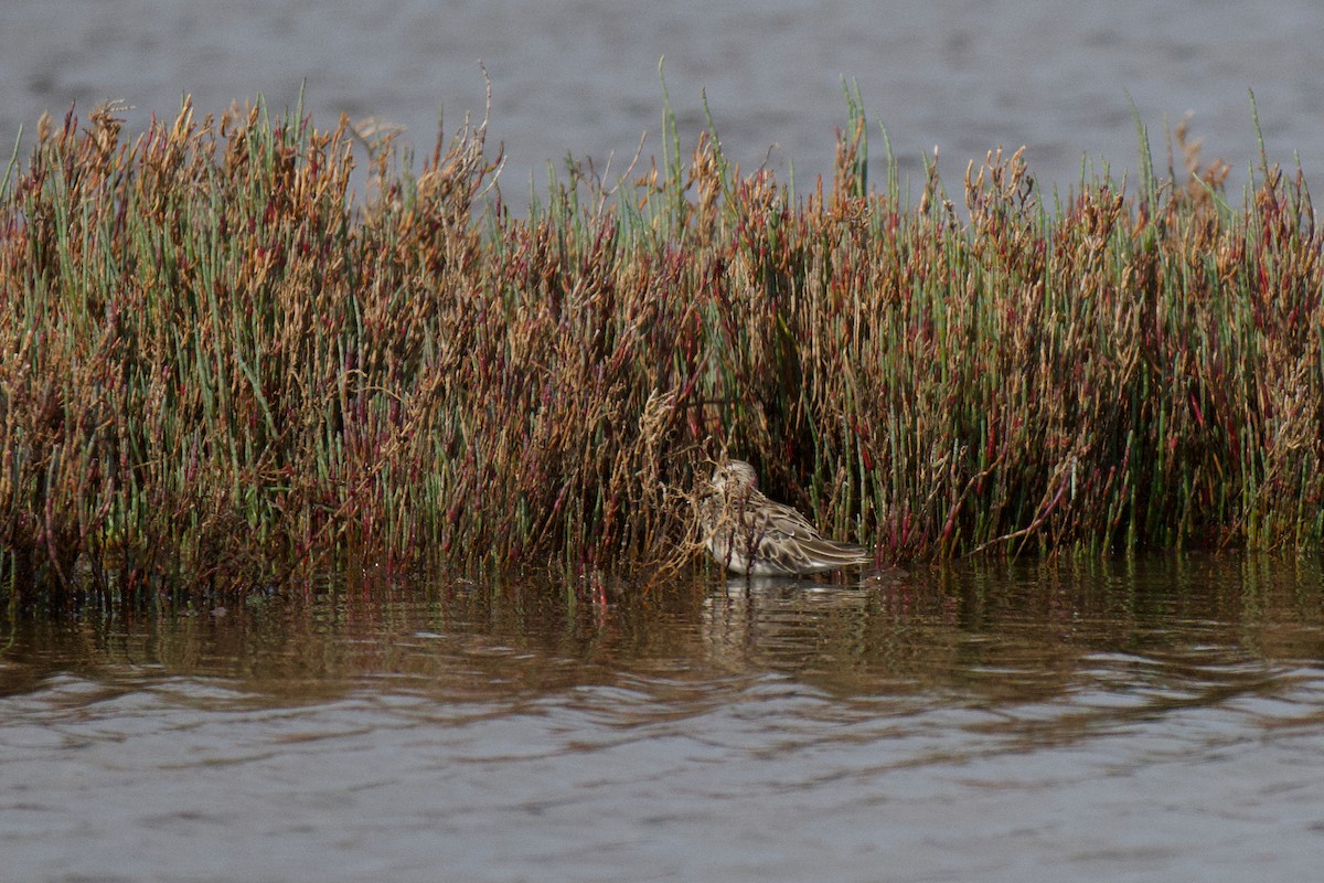 Sharp-tailed Sandpiper - ML646378020