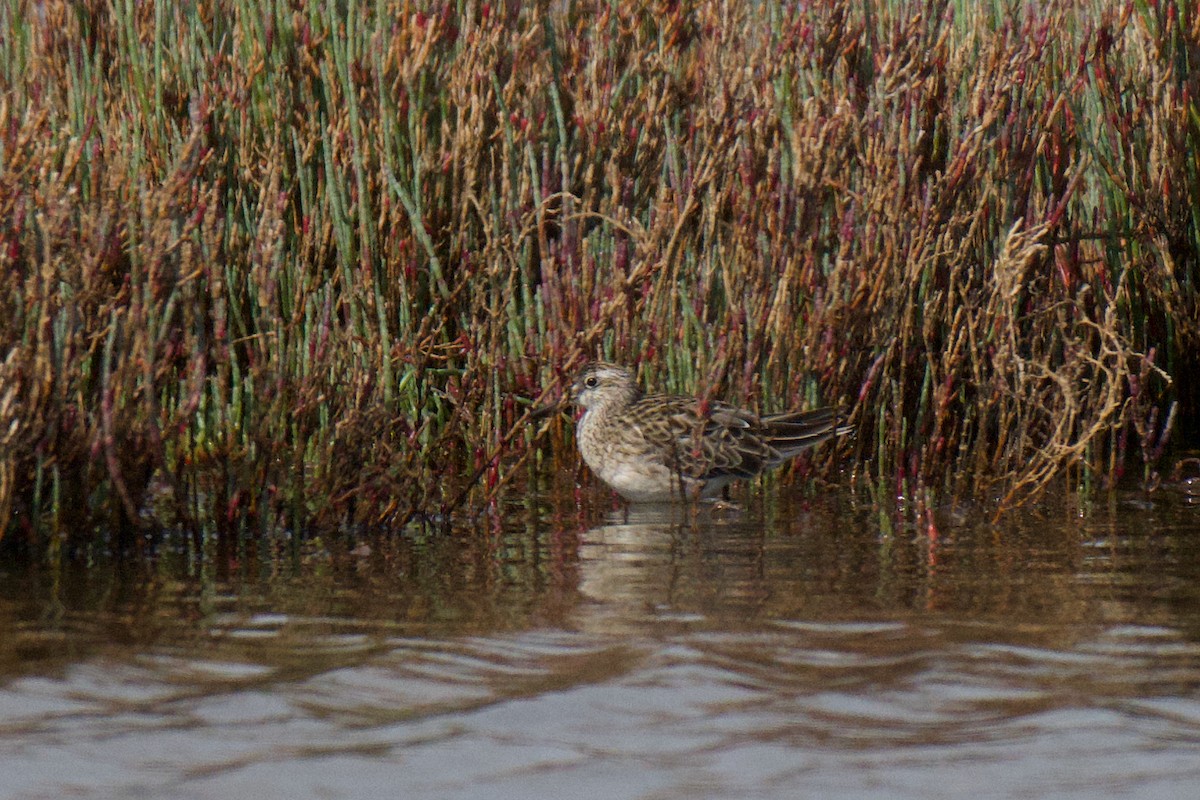 Sharp-tailed Sandpiper - ML646378022